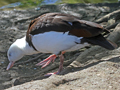 Radjah Shelduck